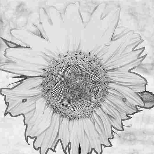 Boceto detallado en blanco y negro de un girasol, destacando sus características y texturas únicas.