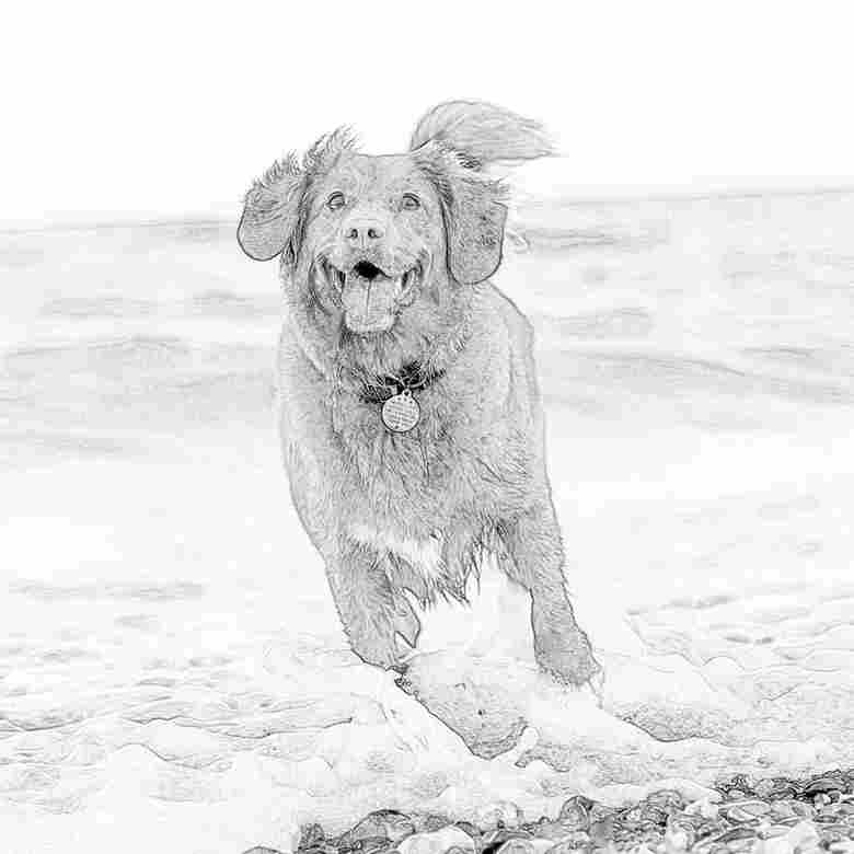 Ilustración artística de un perro corriendo enérgicamente por la playa en blanco y negro.