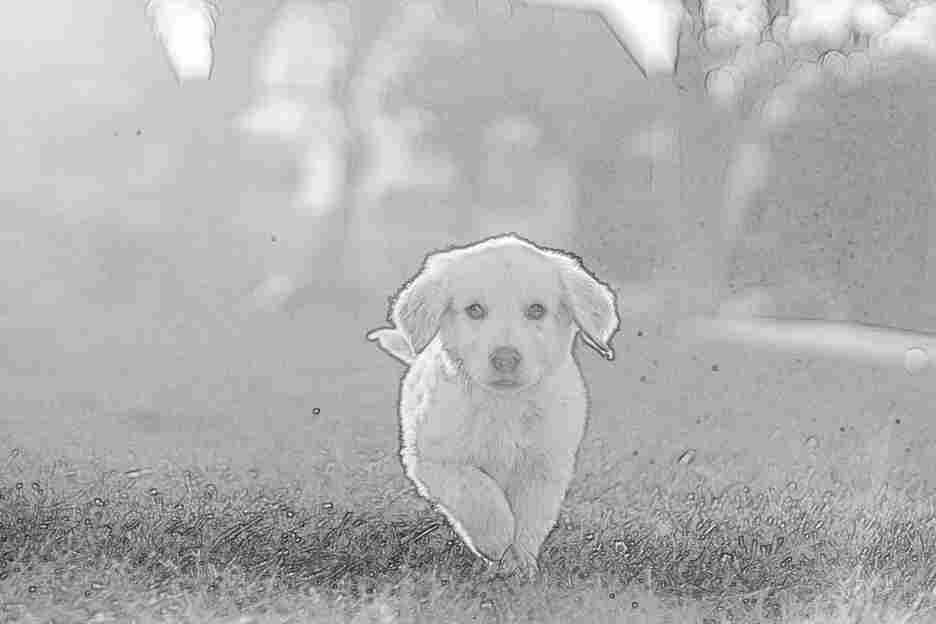 Un alegre cachorro blanco y negro corre alegremente a través de la exuberante hierba verde en esta cautivadora foto.