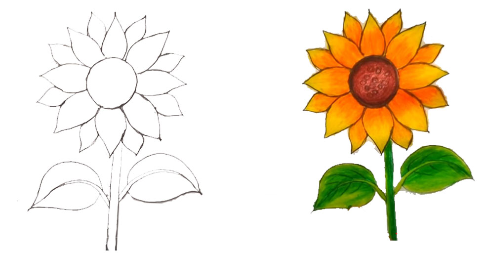 Aprende a dibujar un girasol en sencillos pasos: 1. Delinea la forma. 2. Agrega pétalos alrededor. 3. Dibuja los detalles del centro. 4. Sombra para realismo.