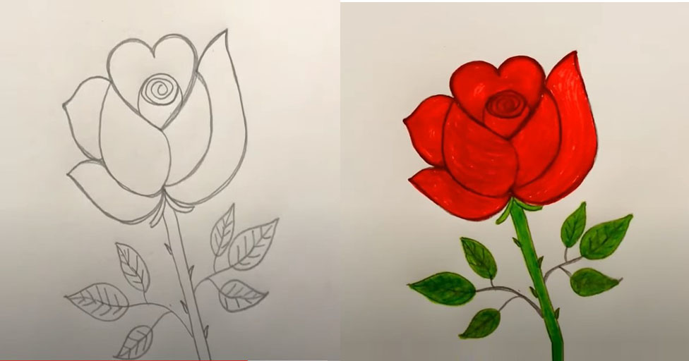 Guía paso a paso para dibujar una rosa.