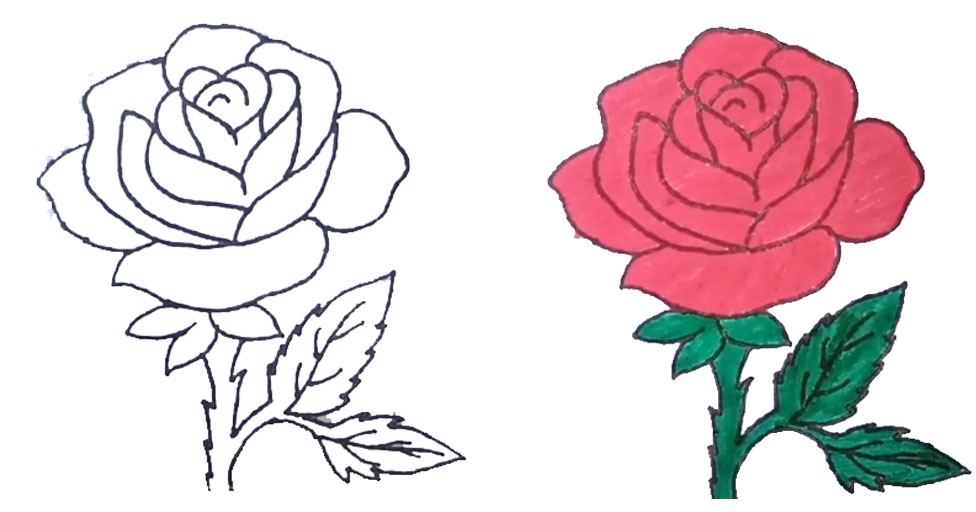 Aprende a dibujar una hermosa rosa con este dibujo para colorear