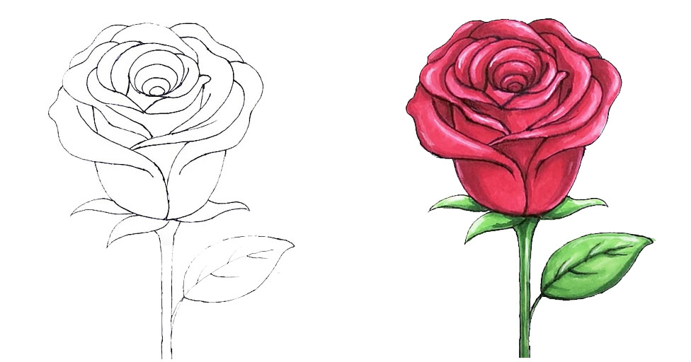 Sigue los pasos para dibujar una hermosa rosa roja.