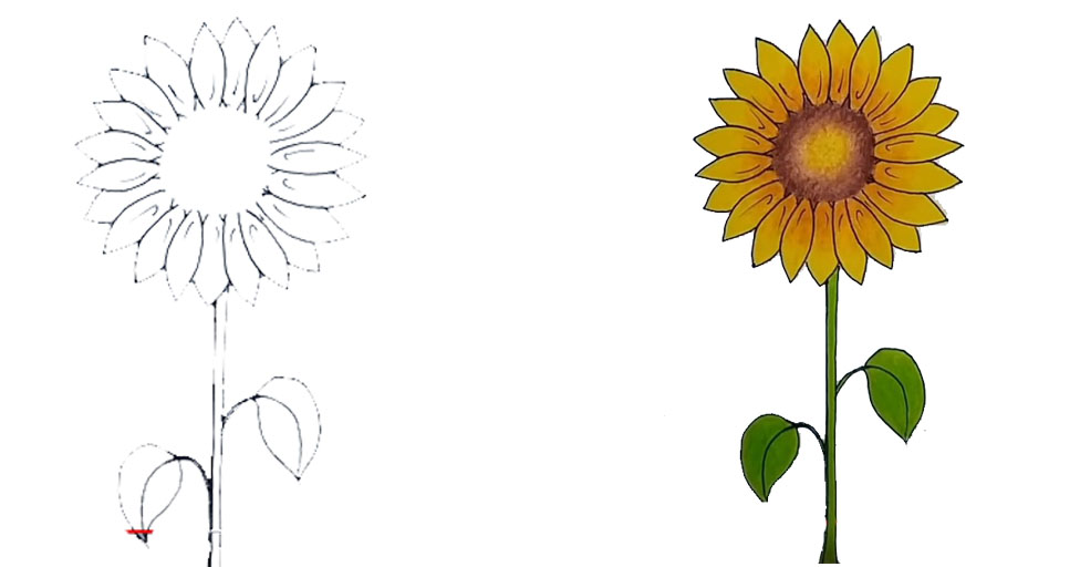 Instrucciones detalladas sobre cómo dibujar un girasol, mostrando dibujos de flores amarillas.