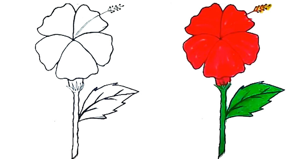  Aprenda a dibujar una flor de hibisco con sencillos bocetos a lápiz.